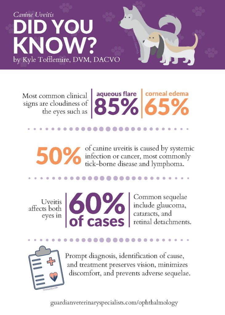 Canine Uveitis: Inflammation of the Eye - https ...