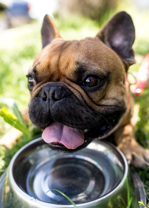 French Bulldog staying hydrated beside a bowl of water—essential for preventing kidney problems in pets.
