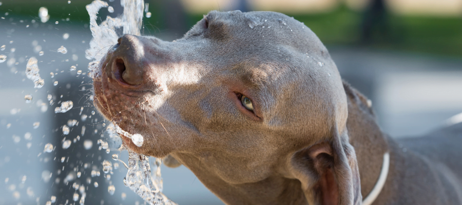 Dog cooling off and hydrating from a water stream to help prevent kidney problems in pets during hot weather.