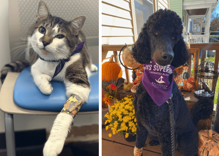 Cat recovering from pet blood donation with a colorful bandage and dog wearing a “superhero donor” bandana supporting pet blood donation awareness.
