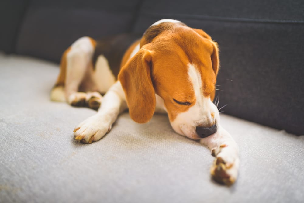 Beagle licking its paw while resting on a couch, a possible sign of discomfort associated with Lyme Disease in dogs.